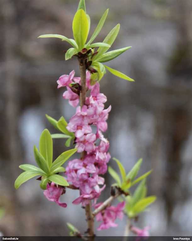 Волчеягодник как декоративное растение