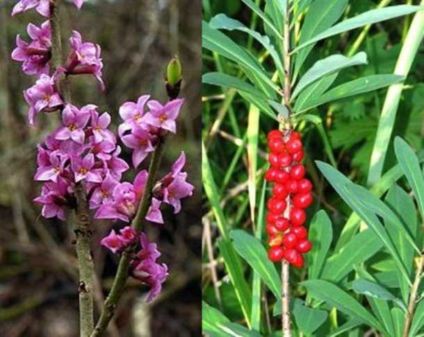 Распространенные виды волчеягодника