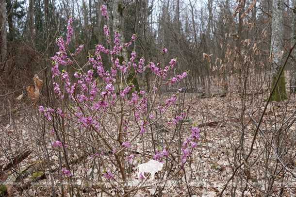 Как ухаживать за волчеягодником