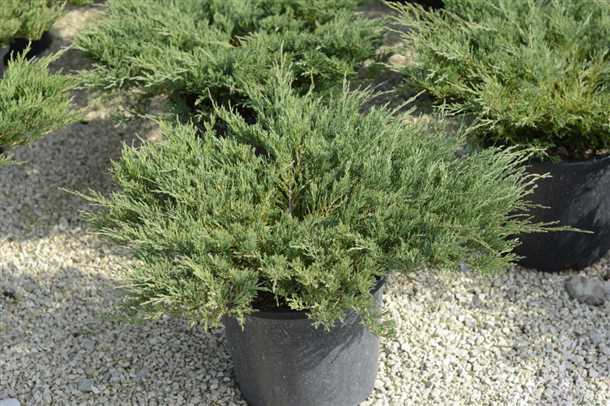 Можжевельник Андорра Компакт: характеристика (видео)