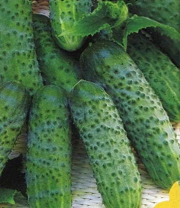 Описание сорта