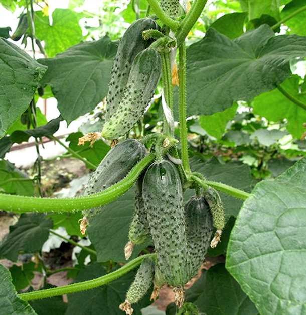 Достоинства и недостатки