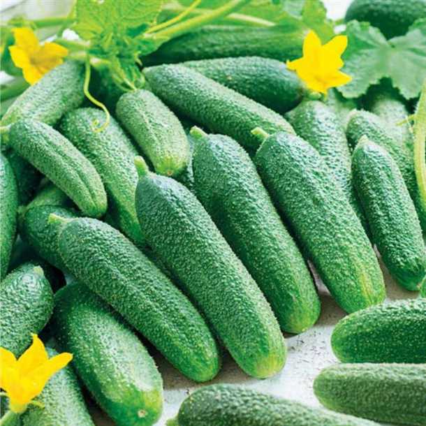 3. Подвязка и привязка