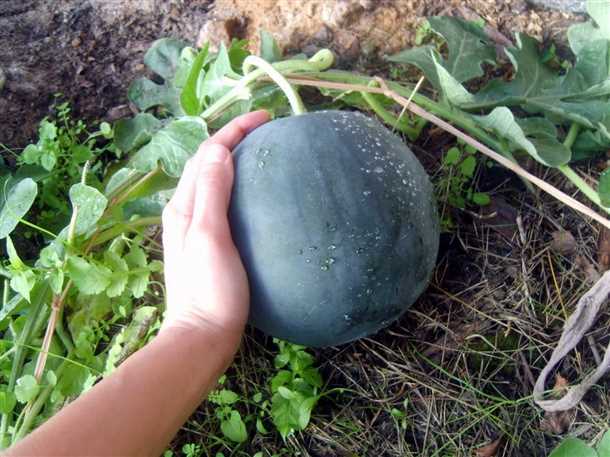 Выращивание дыни в Подмосковье и в средней полосе России