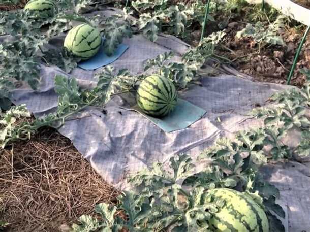 Лучшие сорта