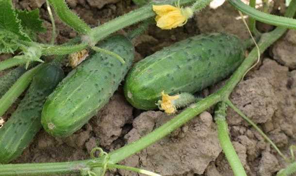 1. Температурный режим