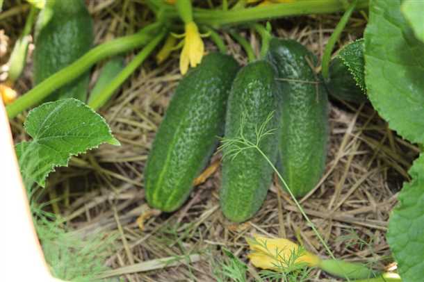 Огурец «Ленара f1»: выращивание (видео)