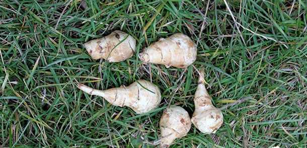 Как избавиться от топинамбура на даче