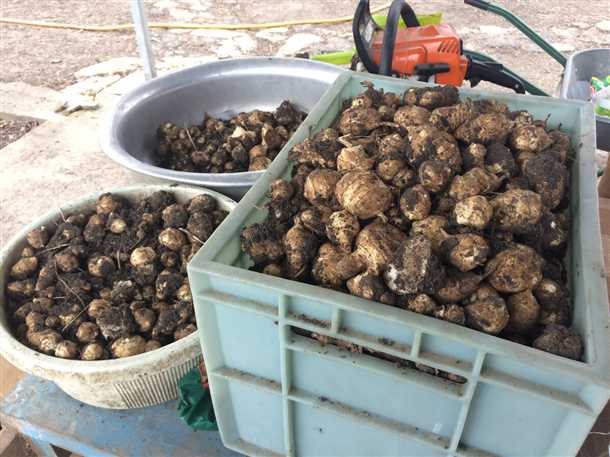 undefinedСамым простым способом борьбы с топинамбуром является физическое удаление его корневищ. </strong> Да, это может потребовать некоторого труда и усилий, но такой подход является одним из наиболее эффективных. Важно удалить все корневища, иначе топинамбур снова начнет распространяться. При необходимости повторите процедуру в течение нескольких сезонов, чтобы полностью избавиться от нежелательного растения.