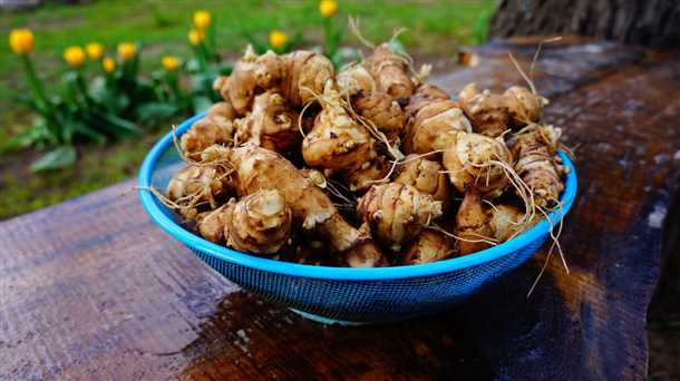 undefinedЕсли вы не хотите заниматься физическим удалением топинамбура, то можно воспользоваться химическими методами борьбы.</em> Одно из таких средств – использование гербицида, специально разработанного для уничтожения сложносборных сорняков. Перед применением гербицида внимательно прочитайте инструкцию и соблюдайте все предостережения. Применяйте гербицид в соответствии с рекомендованными дозировками и сроками, чтобы избежать негативного воздействия на окружающую растительность.