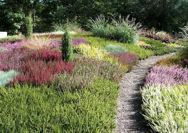 Какие растения подобрать для верескового сада
