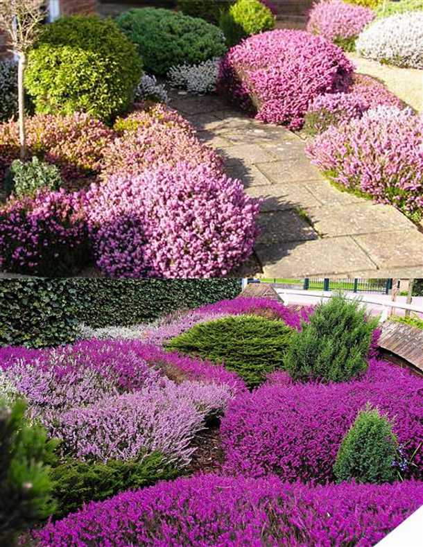 Дренаж и влажность почвы