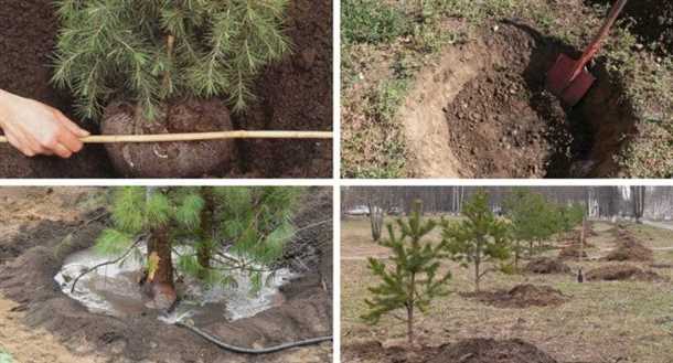 Подготовка к обрезке