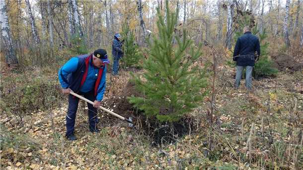Удобрения для хвойников (видео)