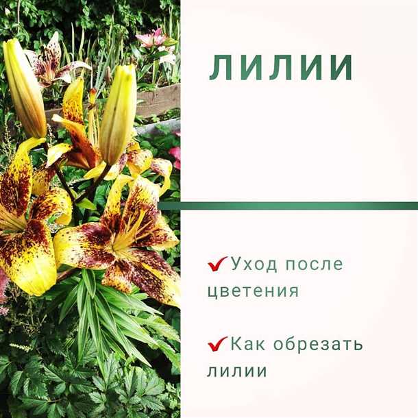Как пересаживать лилии (видео)
