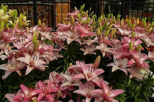 Шаг 2: Подготовка почвы