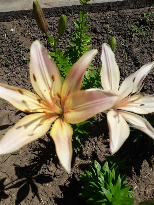 Посадка лилий: