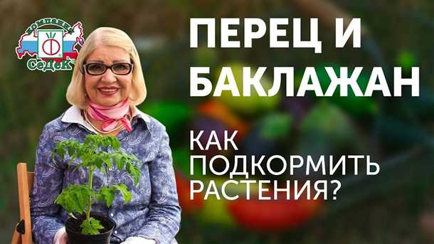 Особенности посадки перца на рассаду