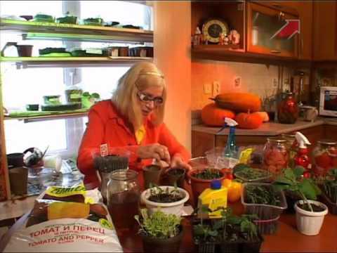 Технология пикировки