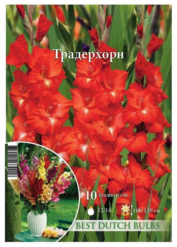 Гладиолус Танго