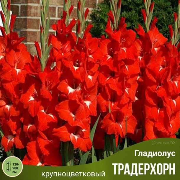 Как посадить гладиолусы (видео)