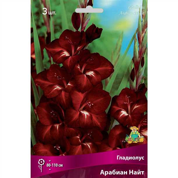 Гладиолус: подготовка луковиц к посадке (видео)