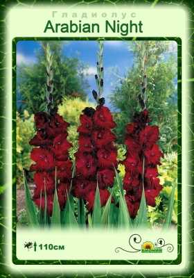 Как посадить гладиолусы (видео)