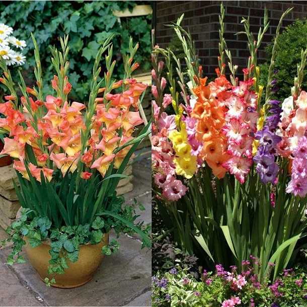 Размножение гладиолусов делением луковиц (видео)