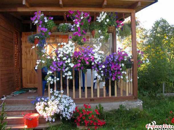 Заболевания цветочной культуры