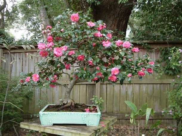 Виды камелий