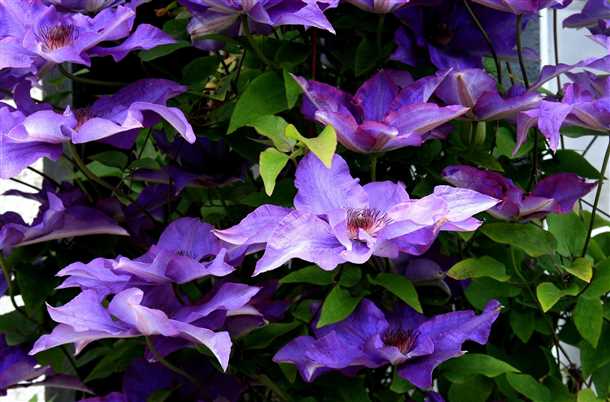 Сроки и способы посадки и пересадки