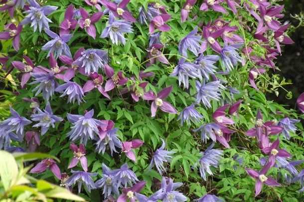 Как правильно подготовить клематис к зиме (видео)