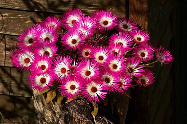 2. Мезембриантемум 'Белоснежный'