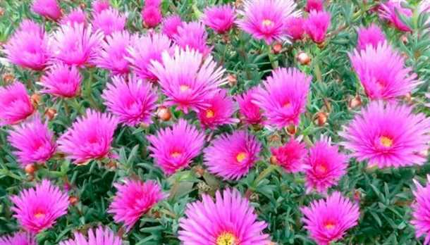 Посадка и уход