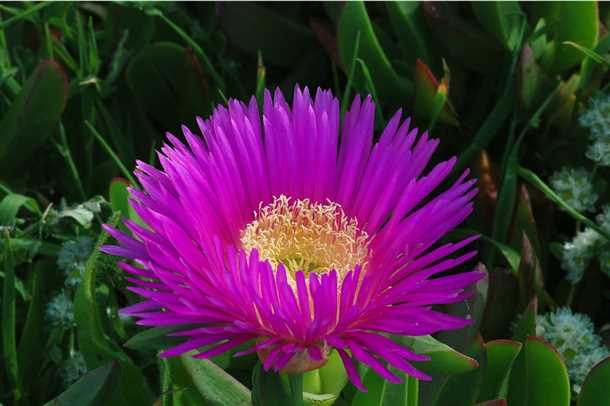 Видео: Изумительное разнообразие мезембриантемума