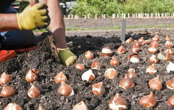 Посадка тюльпанов осенью (видео)