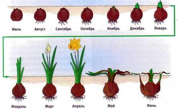 Как выбрать посадочный материал: