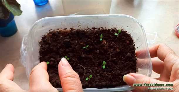 Требования к семенам