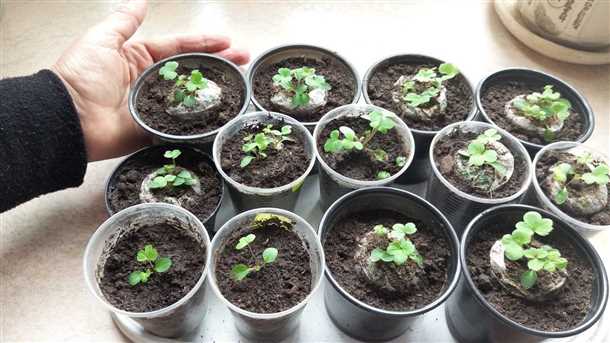 Клематис: размножение и уход (видео)