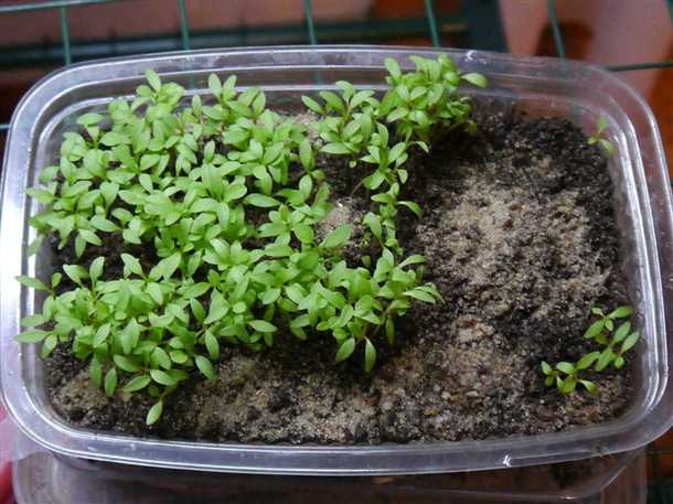 Уход за клематисом