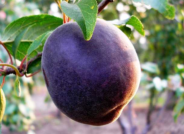 Сортовая характеристика и описание