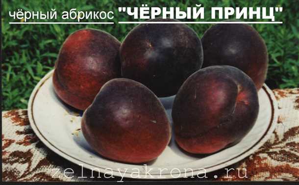 Правила ухода