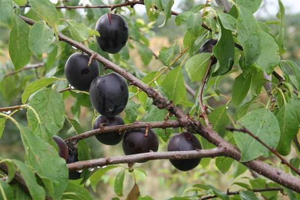 Уход за абрикосом