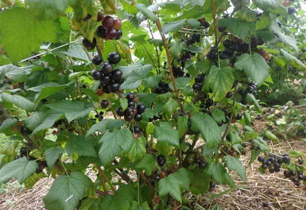 3. Правильный уход в течение сезона