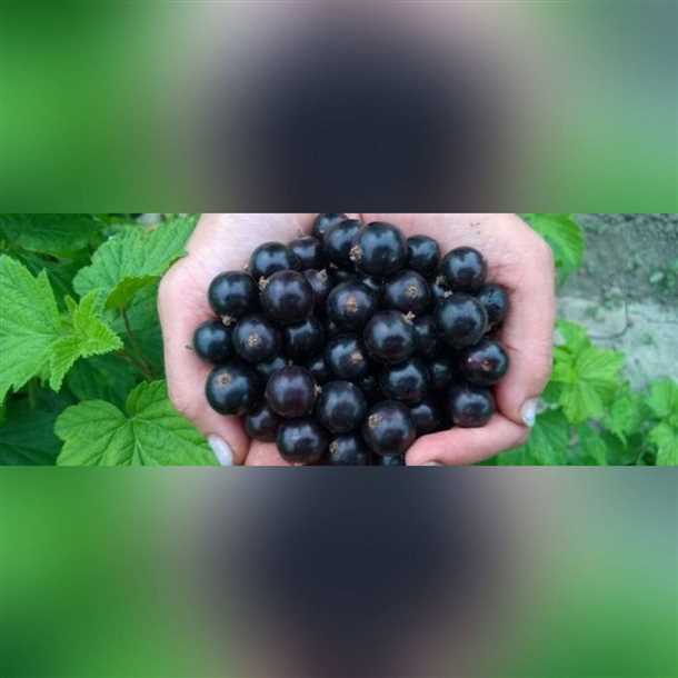 Смородина «Селеченская 2»: особенности сорта (видео)