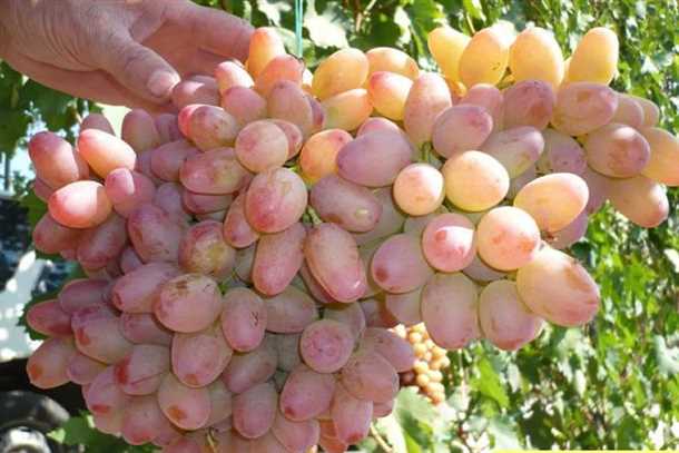 Виноград «Гелиос»: технология выращивания и характеристика сорта Виноград «Гелиос» технология выращивания и характеристика сорта