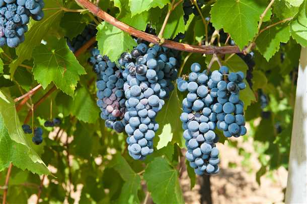 Разновидности сорта