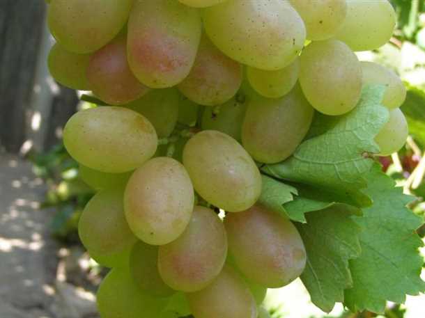 Шаг 2: Посадка черенков