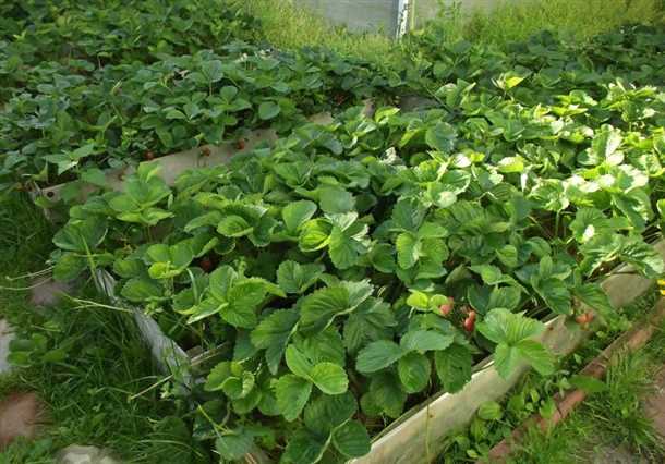 Требования к посадке “Элиане”