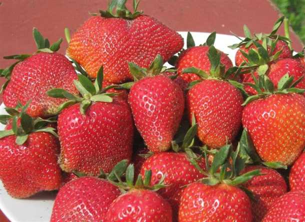 Подготовка почвы